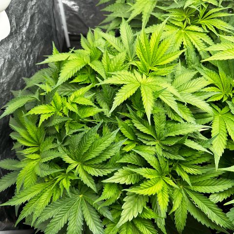 Frozen Black Cherry growlog timeline photo
