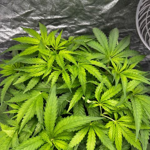 Frozen Black Cherry growlog timeline photo