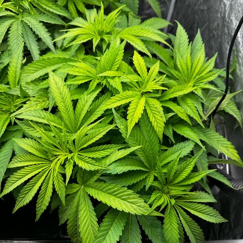 Frozen Black Cherry growlog timeline photo
