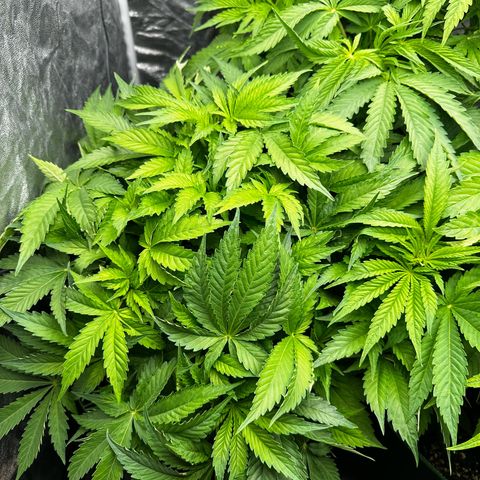 Frozen Black Cherry growlog timeline photo
