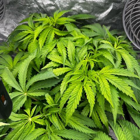 Frozen Black Cherry growlog timeline photo