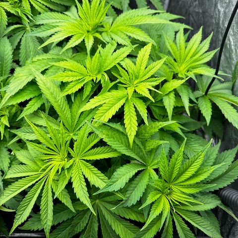 Frozen Black Cherry growlog timeline photo