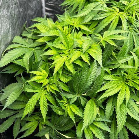 Frozen Black Cherry growlog timeline photo
