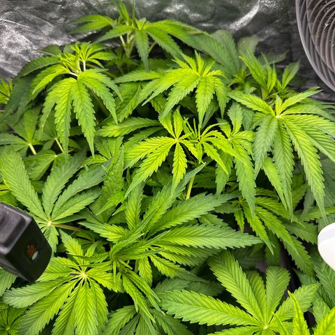 Frozen Black Cherry growlog timeline photo