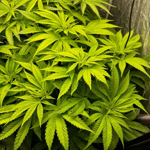 Frozen Black Cherry growlog timeline photo