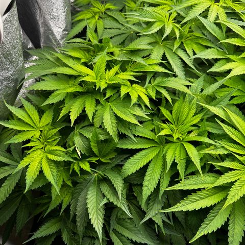 Frozen Black Cherry growlog timeline photo