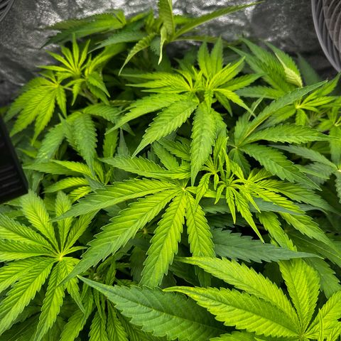 Frozen Black Cherry growlog timeline photo