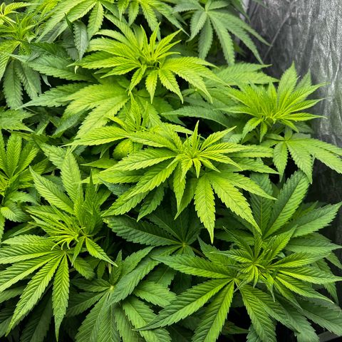 Frozen Black Cherry growlog timeline photo