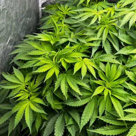 Frozen Black Cherry growlog timeline photo