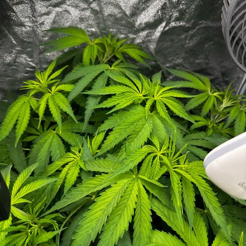 Frozen Black Cherry growlog timeline photo