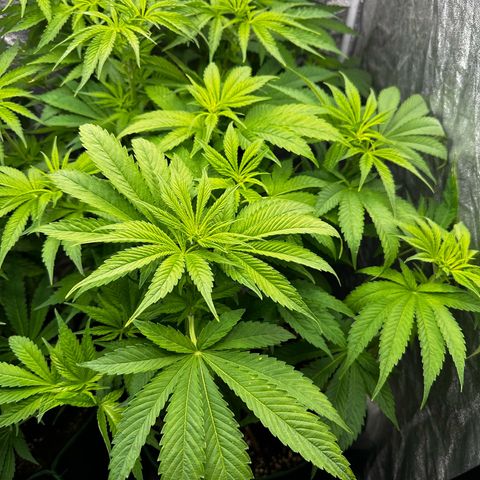 Frozen Black Cherry growlog timeline photo