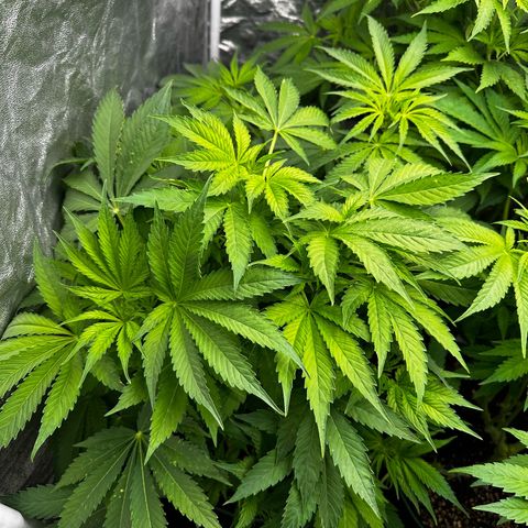 Frozen Black Cherry growlog timeline photo