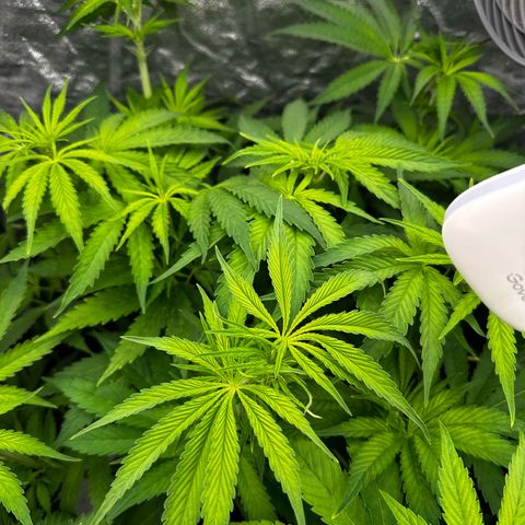 Frozen Black Cherry growlog timeline photo