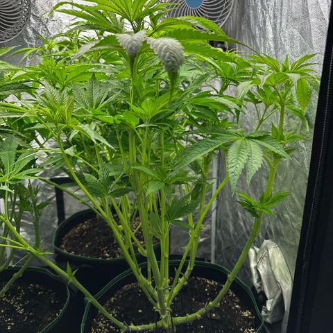 Frozen Black Cherry growlog timeline photo