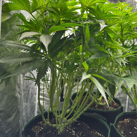 Frozen Black Cherry growlog timeline photo