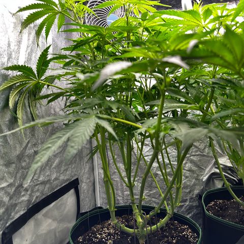 Frozen Black Cherry growlog timeline photo