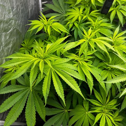 Frozen Black Cherry growlog timeline photo