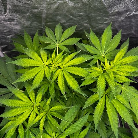 Frozen Black Cherry growlog timeline photo