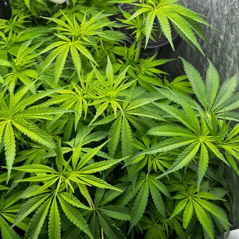 Frozen Black Cherry growlog timeline photo