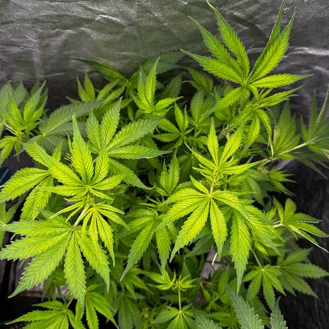 Frozen Black Cherry growlog timeline photo