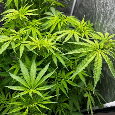 Frozen Black Cherry growlog timeline photo