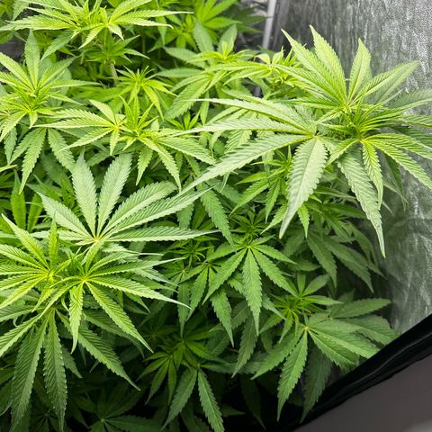 Frozen Black Cherry growlog timeline photo