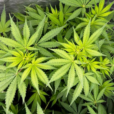 Frozen Black Cherry growlog timeline photo