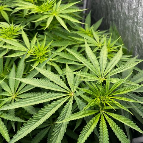Frozen Black Cherry growlog timeline photo