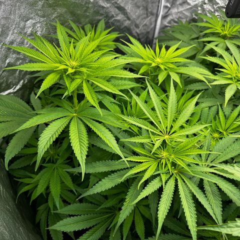 Frozen Black Cherry growlog timeline photo