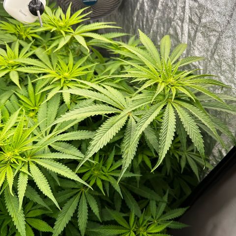 Frozen Black Cherry growlog timeline photo