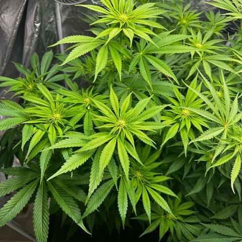 Frozen Black Cherry growlog timeline photo