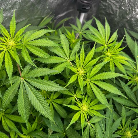 Frozen Black Cherry growlog timeline photo