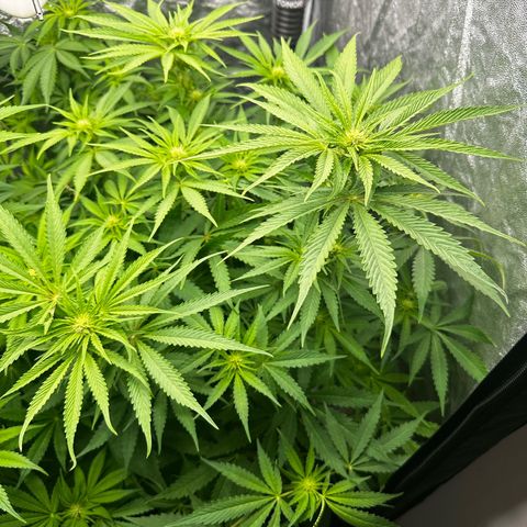 Frozen Black Cherry growlog timeline photo