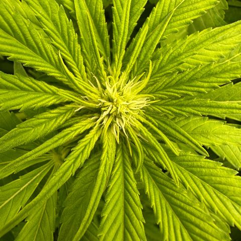 Frozen Black Cherry growlog timeline photo