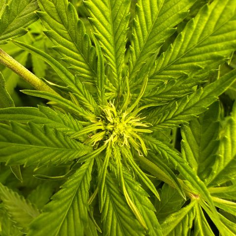 Frozen Black Cherry growlog timeline photo