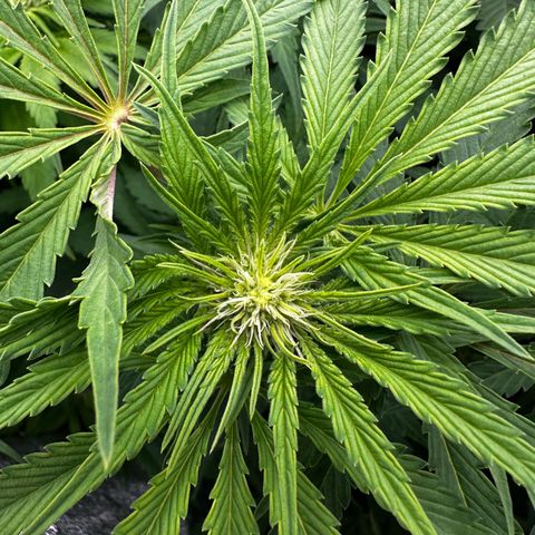 Frozen Black Cherry growlog timeline photo