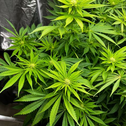 Frozen Black Cherry growlog timeline photo