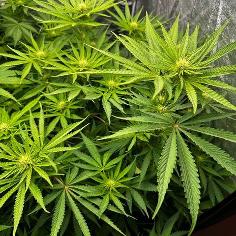 Frozen Black Cherry growlog timeline photo
