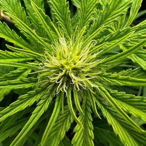 Frozen Black Cherry growlog timeline photo