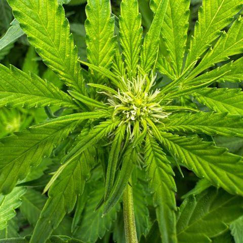 Frozen Black Cherry growlog timeline photo