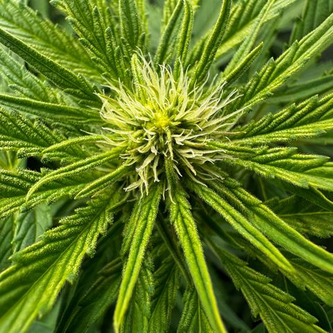 Frozen Black Cherry growlog timeline photo