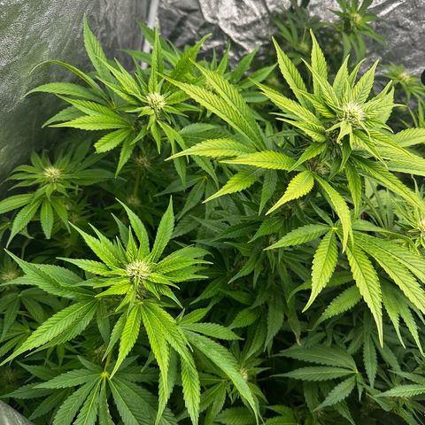 Frozen Black Cherry growlog timeline photo