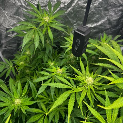 Frozen Black Cherry growlog timeline photo