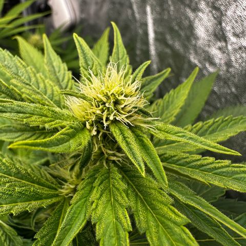Frozen Black Cherry growlog timeline photo