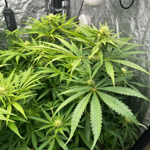 Frozen Black Cherry growlog timeline photo