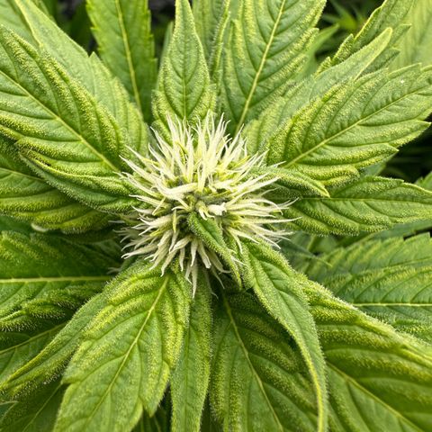 Frozen Black Cherry growlog timeline photo
