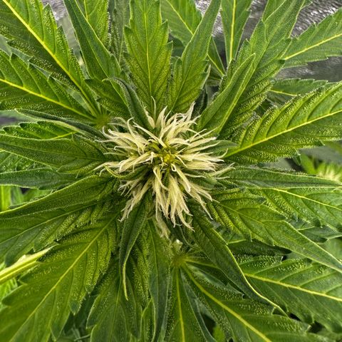 Frozen Black Cherry growlog timeline photo