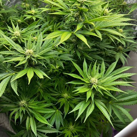 Frozen Black Cherry growlog timeline photo