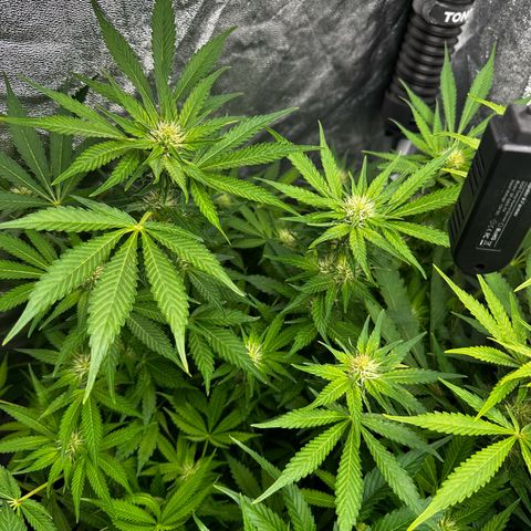 Frozen Black Cherry growlog timeline photo