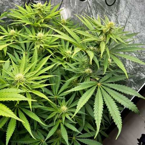 Frozen Black Cherry growlog timeline photo